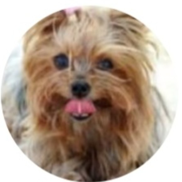 feistyterrier